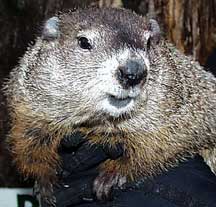 Groundhog